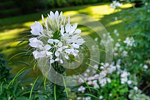 White Cleome , Spider Flower or Spider Leg Flower .- WeiÃÅ¸e Cleome , Spinnenblume oder Spinnenbeinblume